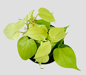 Philodendron Micans Lemon and Lime